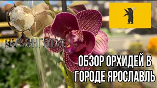 Обзор орхидей в городе Ярославль ||Хороший город и находки || Нашел бабочку 🦋|| Магазин Глобус
