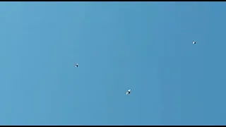 Царицынские голуби , Волгоград , полёт