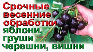 Пожалейте сад.Весенняя обработка сада от болезней и вредителей.