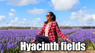 Hyacinth flower fields in Netherlands