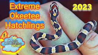 Extreme Abbotts Okeetee Hatchlings Update 2023. My Cornsnake Collection.