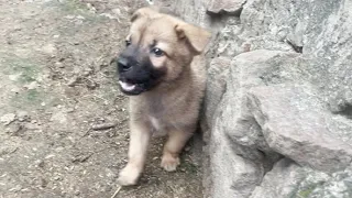 The poor puppy was hungry and cried for days in the deserted house. Bad owner has left