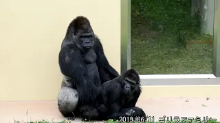 【再生数780万突破】シャバーニの交尾 ゴリラ shabani  family gorilla Mating 東山動植物園 20190611