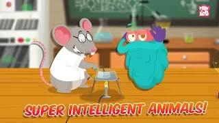 Super Intelligent Animals | The Dr. Binocs Show | Best Learning Videos For Kids | Peekaboo Kidz