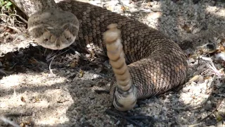 2020-04-22 - Western Diamondback Rattlesnake