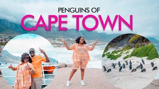 The penguins of Capetown