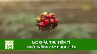 LAI CHÂU: THU TIỀN TỈ NHỜ TRỒNG CÂY DƯỢC LIỆU | VTC16