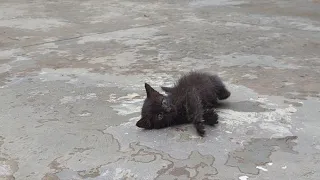 Abandoned Street Kitten Was Crying and Searching For Mama And Now Rolling On The Floor