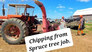 Chipping dead spruce branches.