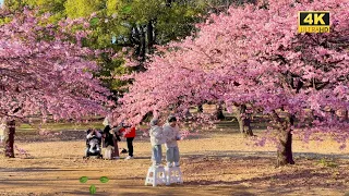4k hdr japan |  In 2023, the first cherry blossom walk in Tokyo Japan from Yoyogi Park to Harajuku