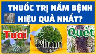 Thuốc phòng trị nấm bệnh tốt nhất | Luân phiên hoạt chất | Chọn hoạt chất phù hợp tưới- phun- quét