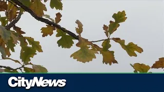 Edmonton arborist recommends you ‘leave the leaves’ where they are