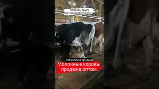 Продажа 340 голов дойных коров. Молочные коровы оптом.