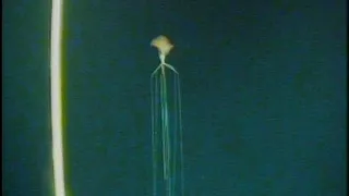 New Bigfin Squid UNSEEN footage (magnapinna squid)