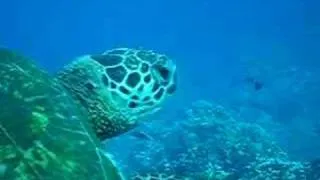 honu (green sea turtles) at Ulua Beach, Maui, Hawaii