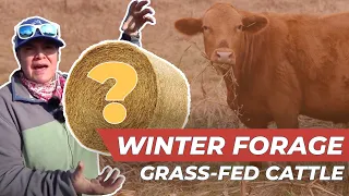 Winter Grazing for Grass-Fed Cattle | Cover Crops & MORE!