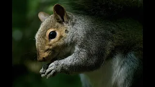 There Are More Than 200 Different Squirrel Species Worldwide