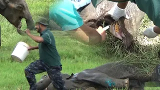 The poor baby elephant's injured mouth has been repaired after a successful operation. baby elephant