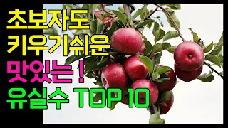 초보자도 키우기 쉬운 맛있는 유실수 TOP10  / 농약 안쳐도 되는 과일나무