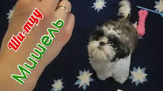 Ши-тцу Мишель. Прикольные моменты / Shih Tzu Michelle. Cool moments / 西施犬