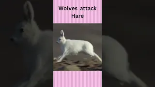 Wolves pack attack and eating Hare