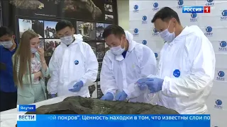 В Якутии нашли останки доисторического жеребенка, сохранившиеся в вечной мерзлоте - Россия 24