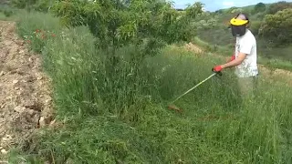 Truco básico de uso de Desbrozadora para cortar hierba alta y frondosa para principiantes.