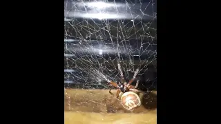 False Widow Spider #ourbackgarden #spider #scary #wildlife #creepycrawler #pergola