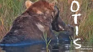 OTIS ▪︎ Daylight Greeting & First Meal ▪︎ September 9, 2023 ▪︎ Explore.org