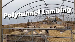 Why lambing in a polytunnel is best all-round