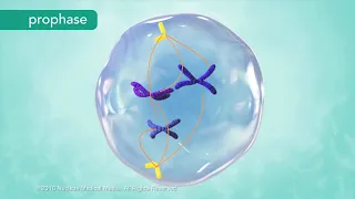 M Phase of the Cell Cycle