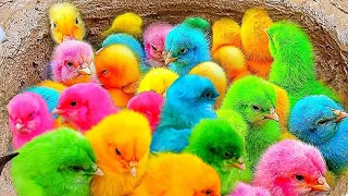 Tangkap Ayam Lucu,Ayam Warna Warni, Ayam rainbow, Ayam Pelangi,Bebek,kucing,Kelinci,Dunia Hewan Lucu