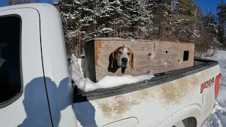 Running Hounds on Coyotes (Fresh Snow!)