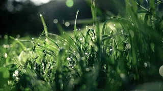 Freefall / Calm  Meditative Organic Ambient Chill Mix, 4k Nature Video