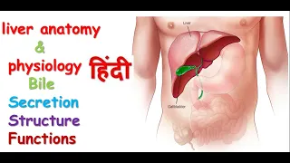 liver anatomy & physiology in hindi || lobes of liver || functions || structure