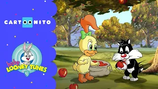 Baby Looney Tunes | Falsch! | Cartoonito