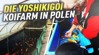 Die Yoshikigoi Koifarm in Polen! Die Farm im Detail mit vielen tausend Koi!