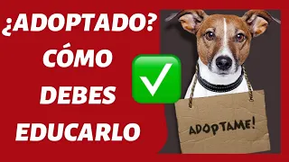 ¿Cómo EDUCAR un PERRO ADOPTADO? 🤔 - TODO lo que DEBES SABER (100% EFECTIVO) ✅