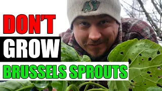 3 Reasons Not To Grow Brussels Sprouts - Garden Quickie Episode 115