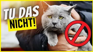 9 Schlimme Fehler, die deine Katze krank machen...