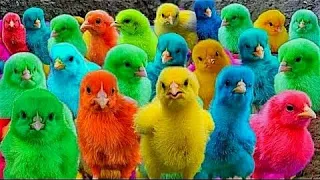 Catch Cute Chickens, Colorful Chickens, Rainbow Chickens, Rabbits, Ducks, Cute Animals 🐤🐤🐥🐥#64