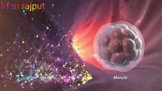 Implantation, Gastrulation and Neurulation Embryology