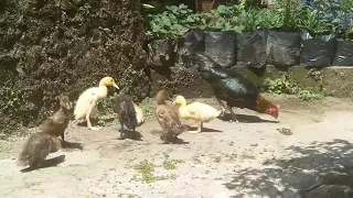 can a chicken raise a duck | duckling cute