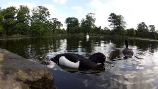 Tufted ducks Wildlife