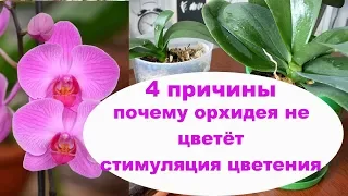 4 ПРИЧИНЫ ПОЧЕМУ НЕ ЦВЕТЁТ ОРХИДЕЯ как Заставить цвести Орхидею СТИМУЛЯЦИЯ цветения