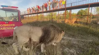 Лев Гирей хотел напасть на Марселя , но ...