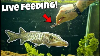 Pet Muskie Eats LIVE Fish From My Hand!