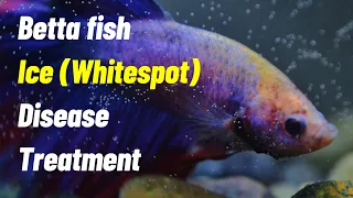 betta fish ich white spot decease treatment