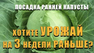 ПОСАДКА РАННЕЙ КАПУСТЫ. Способ при котором вы получите урожай раньше на 2-3 недели чем у всех!