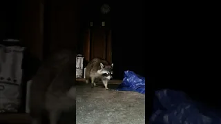 Fat Raccoon Steals My Cell Phone